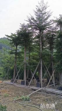 15公分小叶榄仁