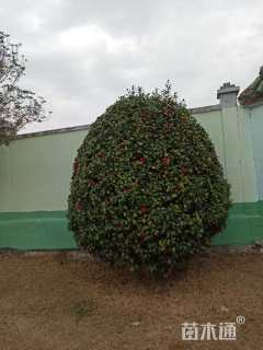 高度200厘米茶花