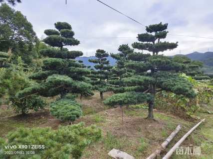 10公分造型五针松