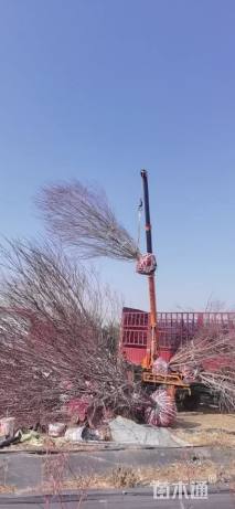 高度300厘米丛生美国红枫