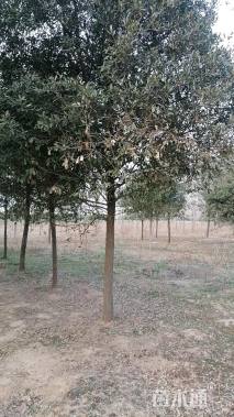 15公分弗吉尼亚栎