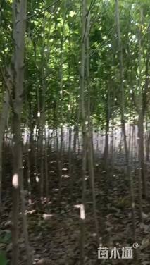 18公分木瓜海棠