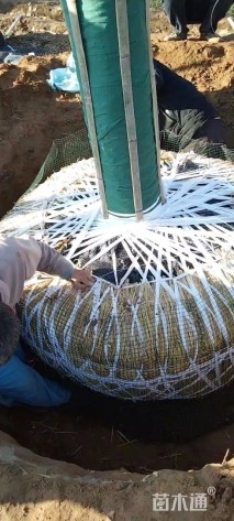 30公分日本晚樱