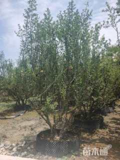 高度200厘米石榴