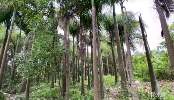 裸干高500厘米椰子