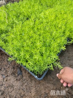 高度12厘米金叶佛甲草