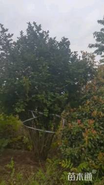 高度500厘米丛生紫薇