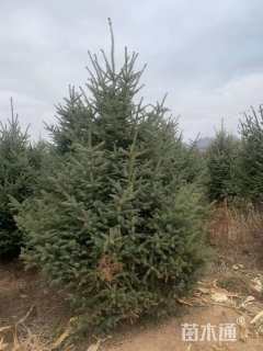 高度300厘米青扦云杉