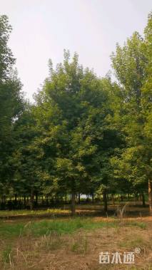 15公分美国红枫-秋火焰