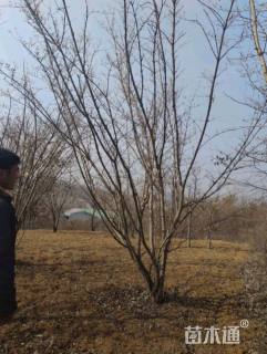 高度300厘米山茱萸