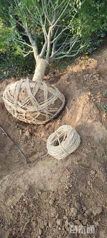 高度550厘米大红花