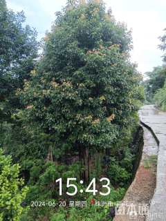 60公分(3杆)丛生香樟