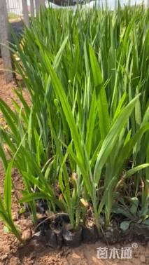 高度30厘米火星花