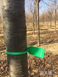 19公分高杆染井吉野樱