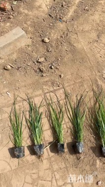 高度100厘米金红羽狼尾草