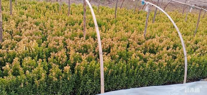 高度50厘米小叶黄杨