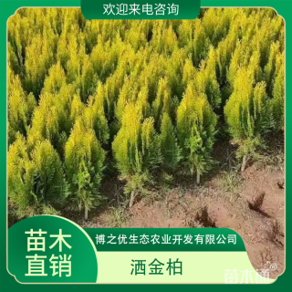 高度30厘米洒金柏