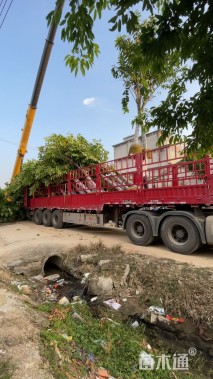 15公分大叶紫薇