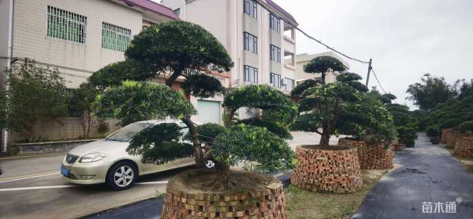 移栽苗造型罗汉松