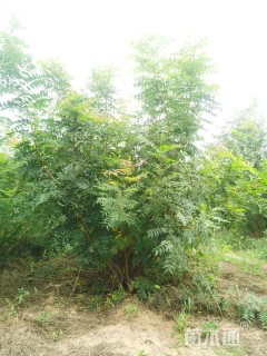 5公分(5杆)丛生黄连木