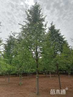 8公分欧洲小叶椴