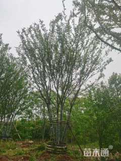 95公分丛生朴树