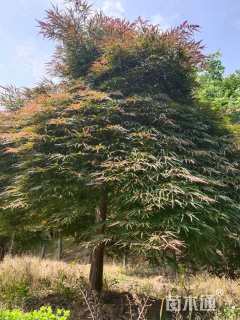 高度300厘米羽毛枫