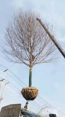 15公分美国红枫-红冠