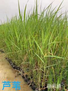 高度40厘米芦苇