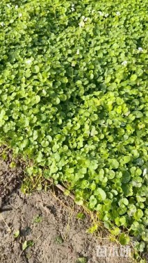 高度10厘米肾叶堇