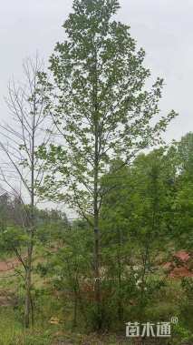 13公分北美鹅掌楸