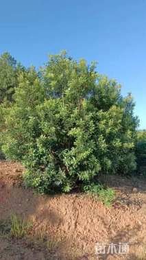 10公分(3杆)丛生杨梅