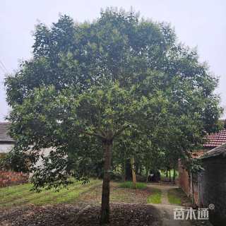 18公分大叶女贞