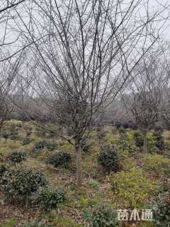 10公分垂丝海棠