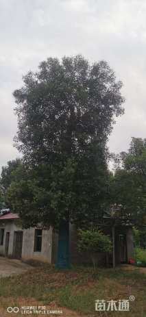 60公分大叶女贞