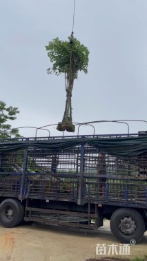 高度400厘米紫荆