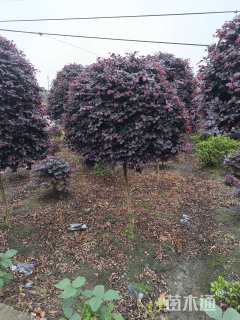 高度150厘米红花继木