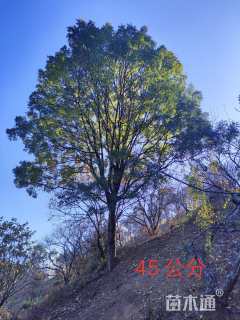 45公分黄连木