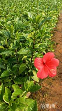 高度30厘米木槿