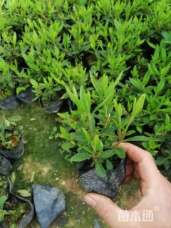 高度20厘米毛鹃