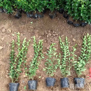 高度42厘米胶东卫矛