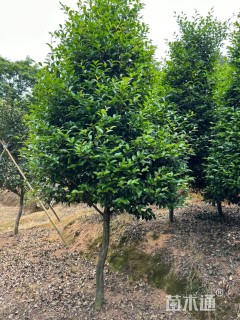 高度2500厘米茶梅