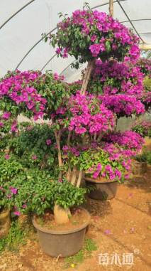 10公分造型三角梅