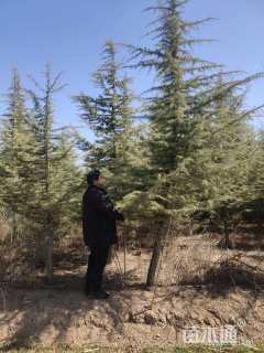 高度4500厘米雪松