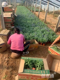 高度25厘米兰花鼠尾草