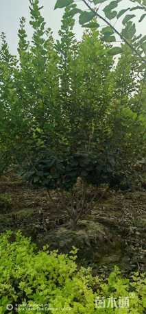 高度350厘米丛生黄栌