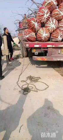 高度400厘米大樱桃