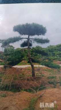 高度300厘米黑松