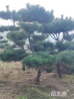 12公分造型黑松