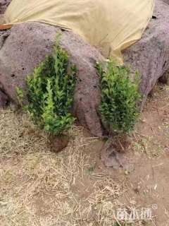 冠幅40厘米卫矛球